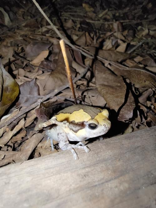 花狹口蛙 花狹口蛙