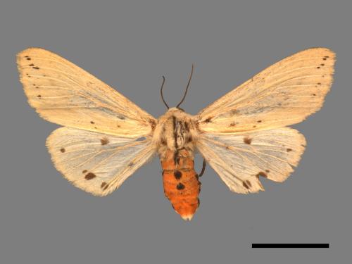 Spilarctia taiwanensis[黑鬚污燈蛾][00020474]