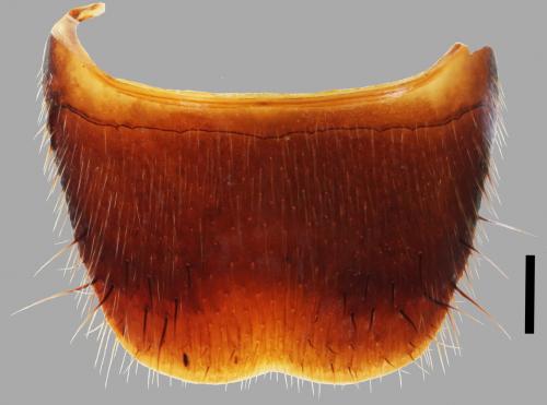 Miobdelus-humilis_male-S8 Miobdelus-humilis_male-S8
