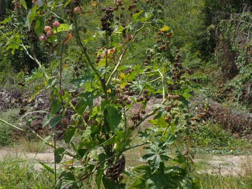 蓖麻