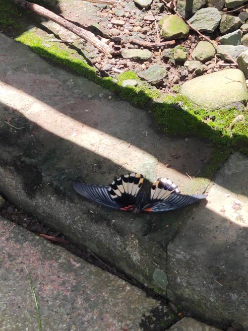 美鳳蝶 美鳳蝶