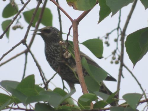 歐洲椋鳥 歐洲椋鳥