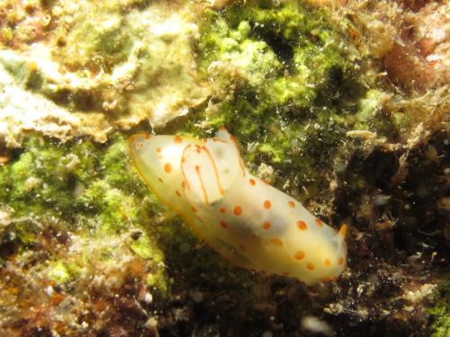 IMG_3299 Gymnodoris ceylonica 錫蘭裸海蛞蝓 IMG_3299 Gymnodoris ceylonica 錫蘭裸海蛞蝓