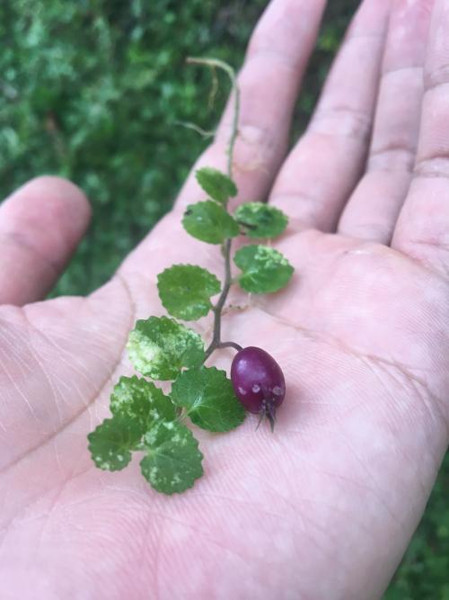 銅錘玉帶草