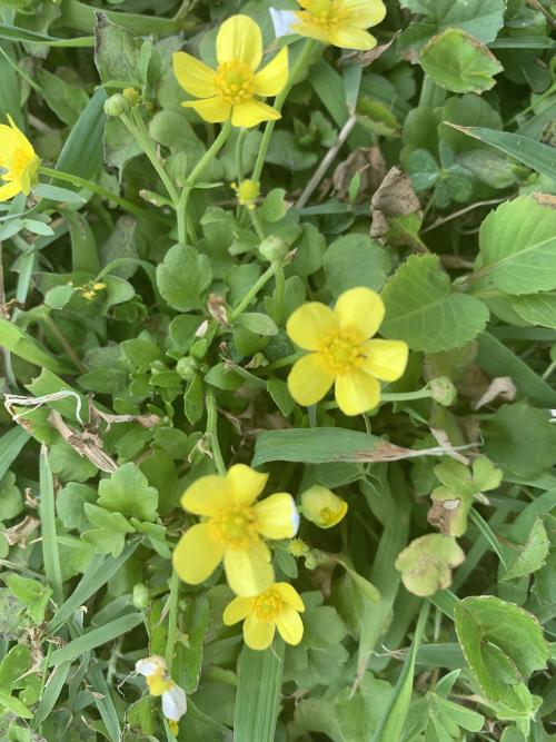 蓬萊珍珠菜 蓬萊珍珠菜