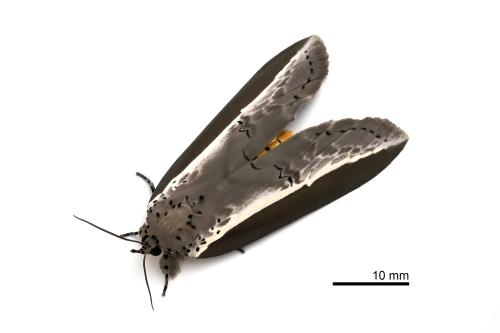 Eligma narcissus