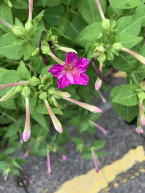 紫茉莉