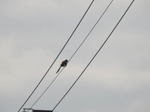 樹鵲 樹鵲