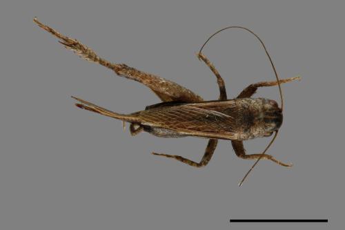 <已分類>Family：Gryllidae[蟋蟀科][00026349]