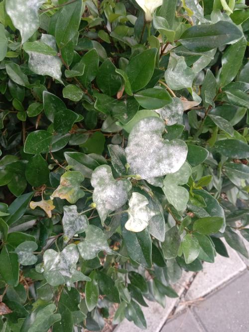 獨活白粉菌