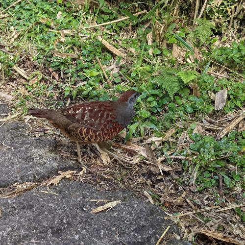 台灣竹雞 台灣竹雞