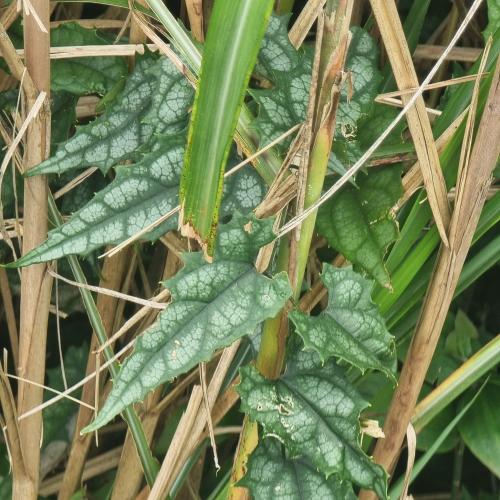 芋葉括樓