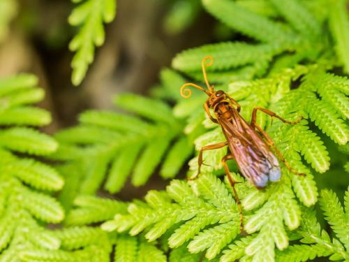 Batozonellus annulatus_003.jpg Batozonellus annulatus_003.jpg