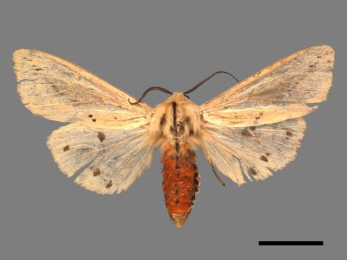 Spilarctia taiwanensis[黑鬚污燈蛾][00053893]