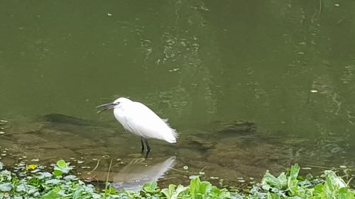 小白鷺