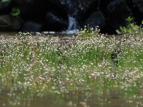 小穀精草 小穀精草