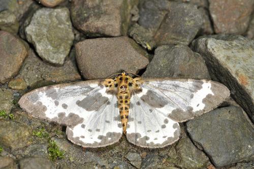 Percnia longitermen 長緣星尺蛾 Percnia longitermen 長緣星尺蛾