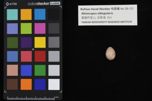 棕面鶯 棕面鶯