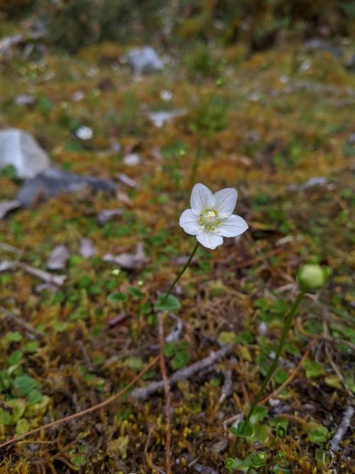 梅花草