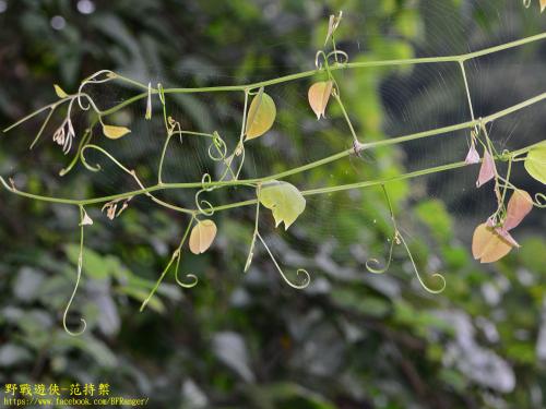 菊花木