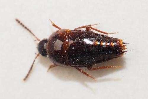 Tachinus-yushanensis