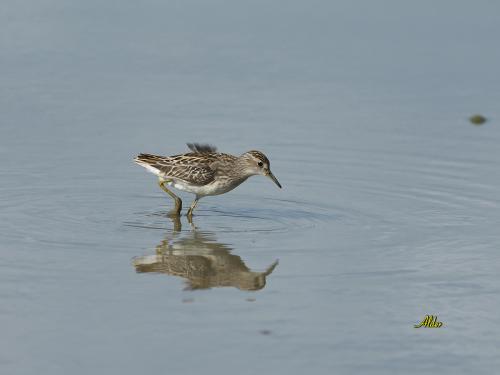 20091023_380220_Long-toed_Stint_0416.jpg