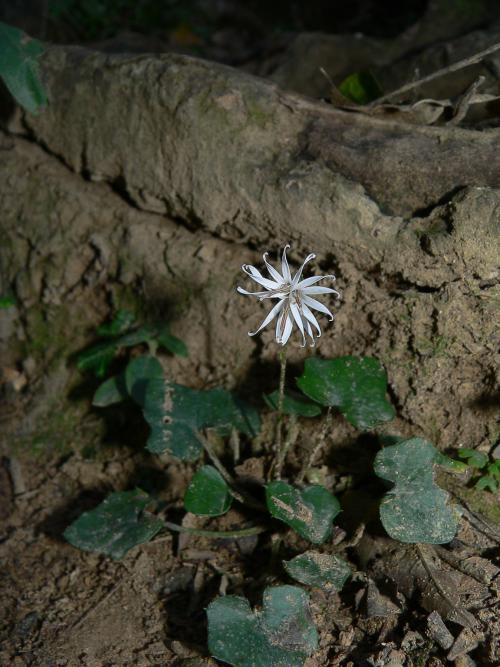 阿里山鬼督郵