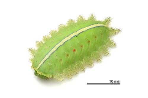 Thosea sinensis