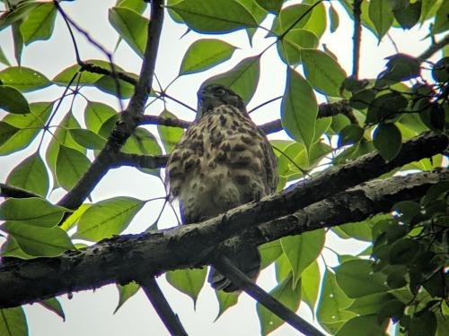鳳頭蒼鷹 鳳頭蒼鷹