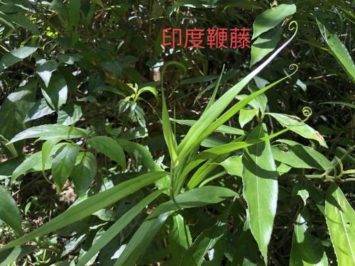 印度鞭藤