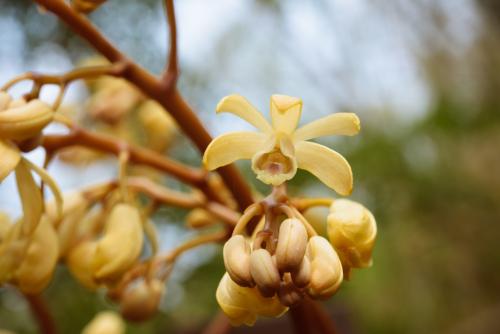 蔓莖山珊瑚 蔓莖山珊瑚