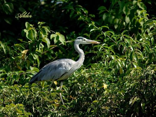 20090726_380119_Grey-Heron_DSC_9697.jpg 20090726_380119_Grey-Heron_DSC_9697.jpg