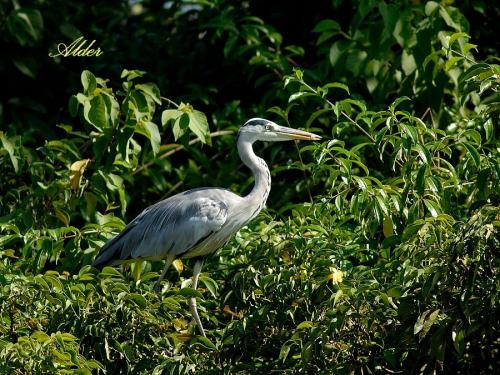 20090726_380119_Grey-Heron_DSC_9697.jpg