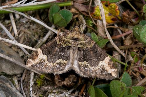 110406 南投 塔塔加 109 突塞瑟波尺蛾 Xanthorhoe cybele Prout, 1931_800ori