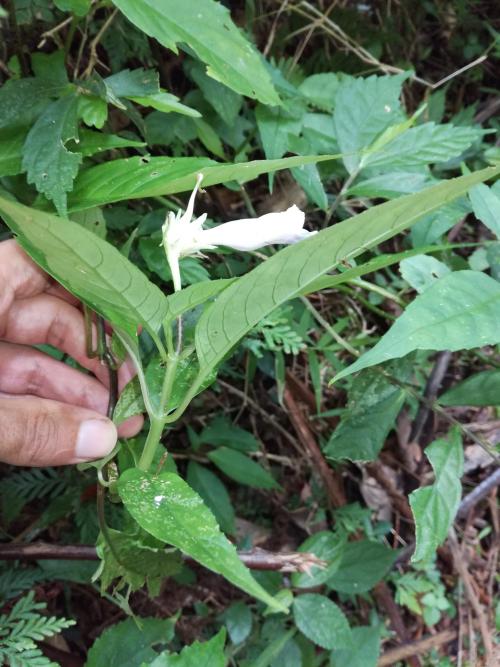 角桐草 角桐草