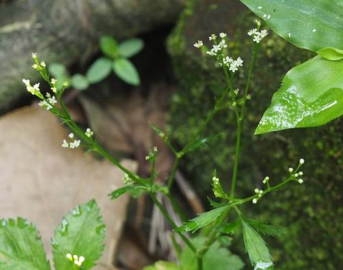 鴨兒芹