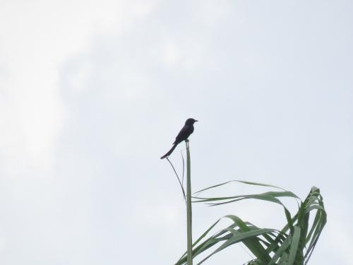 大卷尾
