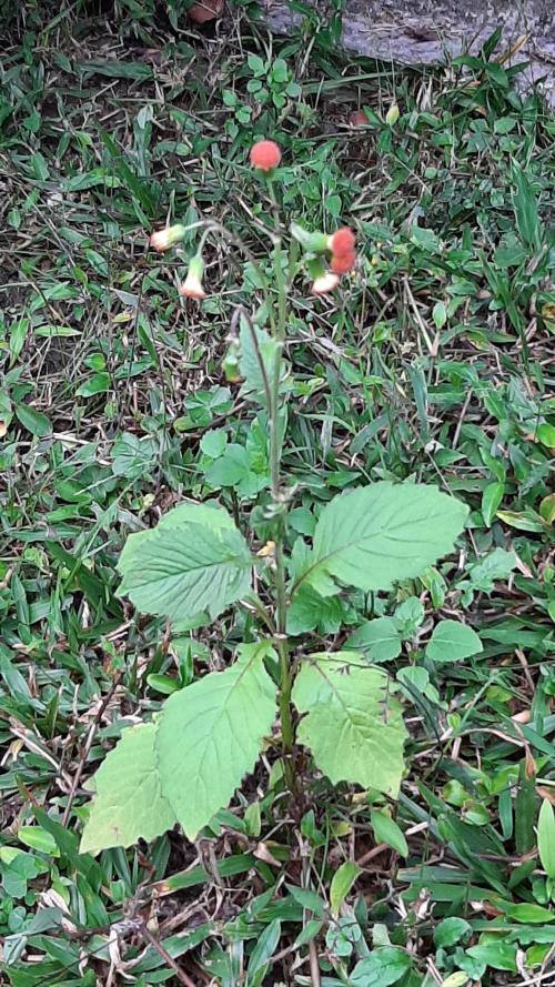 野茼蒿