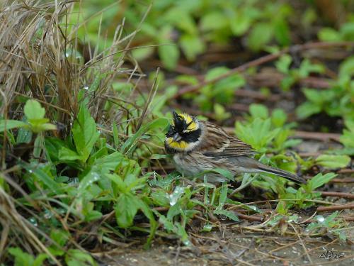 20091128_380346_Yellow-throated_Bunting_0547.jpg