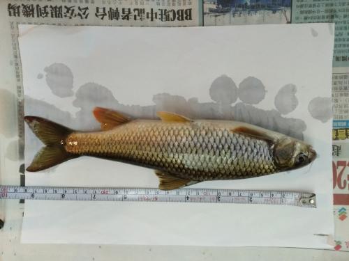 臺灣白甲魚