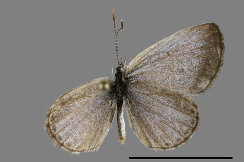 Zizeeria maha okinawana[沖繩小灰蝶][00093832]