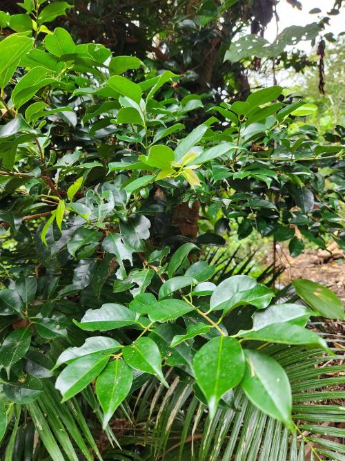 蘭嶼赤楠 蘭嶼赤楠