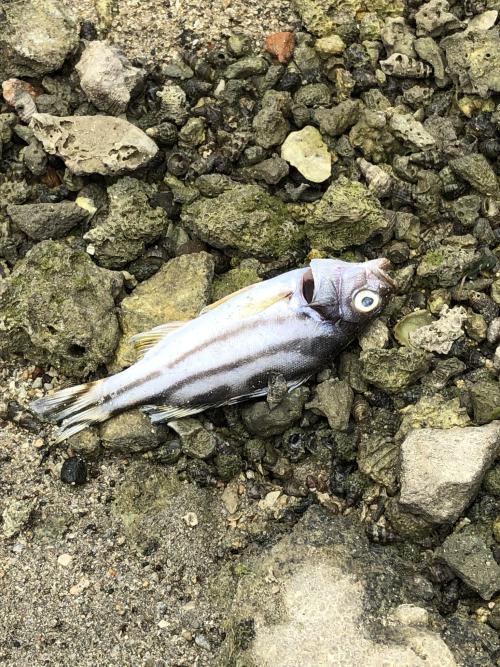 細鱗鯻  彎紋釘公 花身雞魚