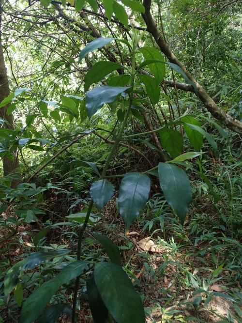 白果雞屎樹 白果雞屎樹