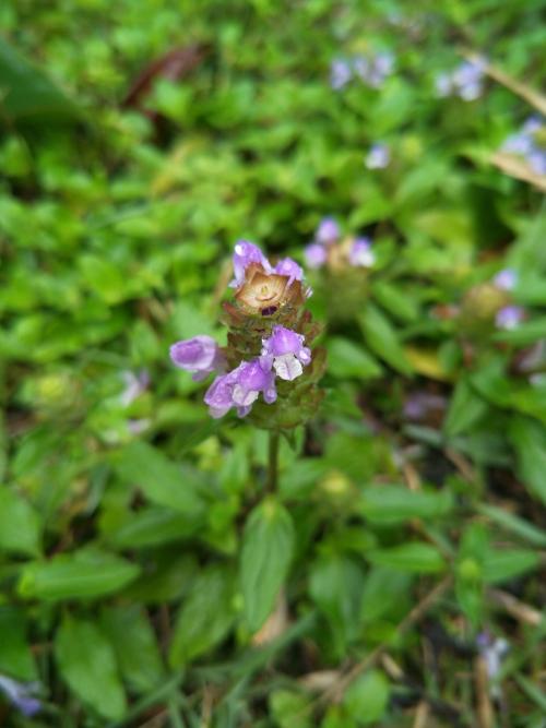 夏枯草