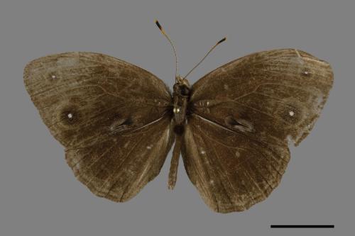 Mycalesis francisca formosana[小蛇目蝶][00101945]