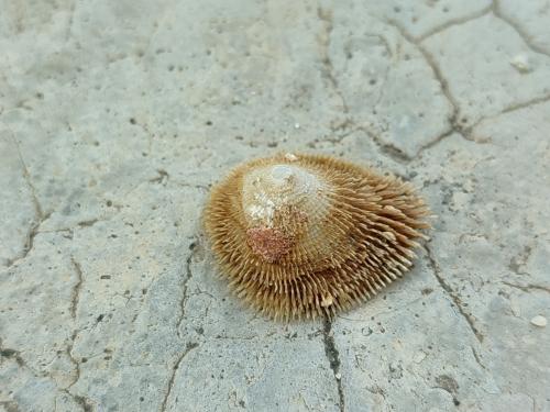 Pilosabia trigona Pilosabia trigona