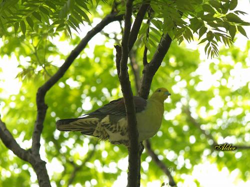 20090725_380271_Green_Pigeon_2438.jpg