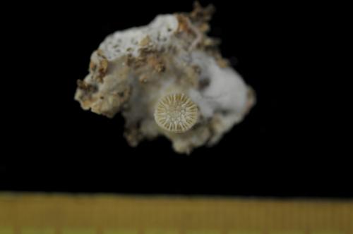 Caryophyllia rugosa_DSC2224