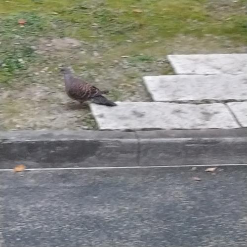 金背鳩